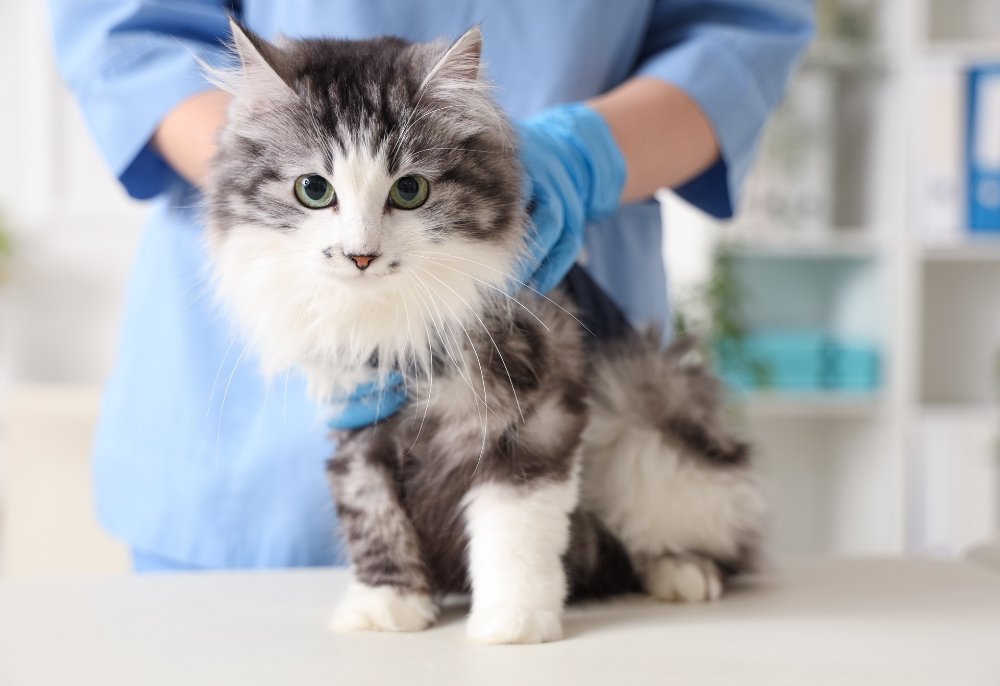 Prurido em cães e gatos: causas além da pele